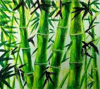 Bamboo Tree Forest